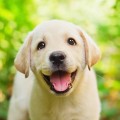 Foster Families