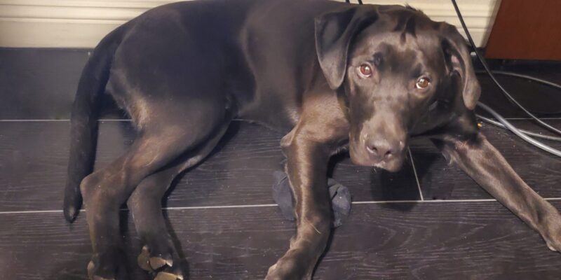 Archie Under Desk