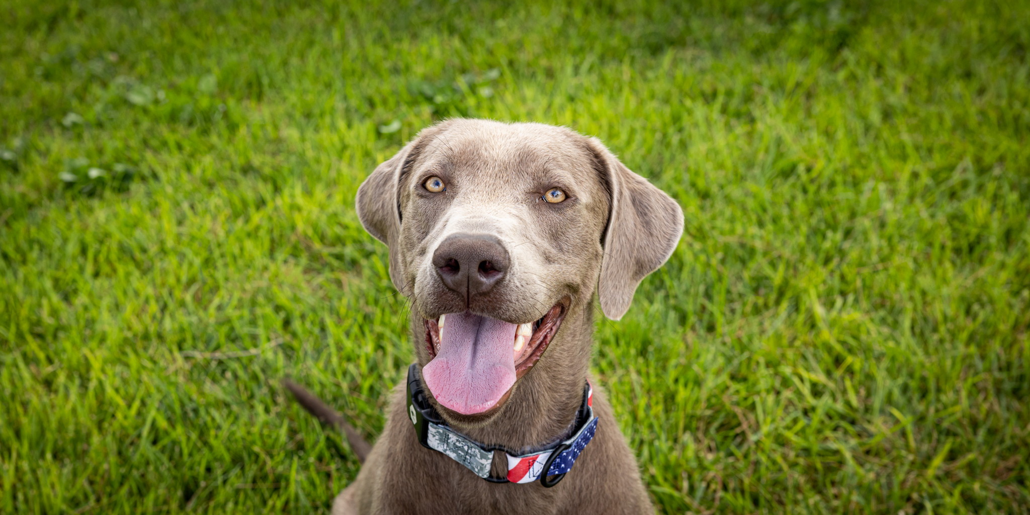 Silver lab sales rescue