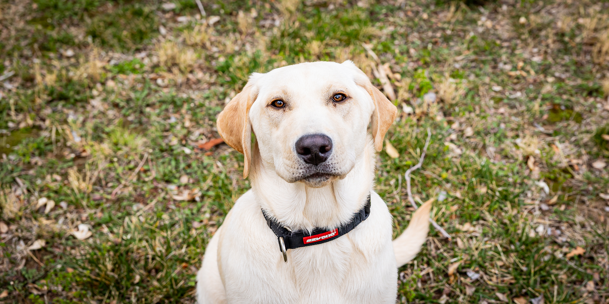 Adopted Moa An 8 Month Old Yellow Female Labrador 