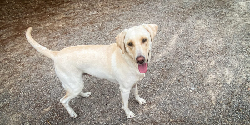Mollie-2
