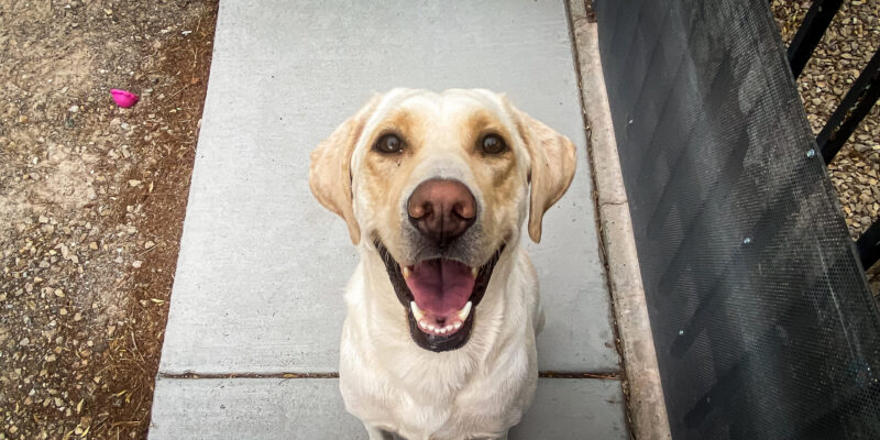 Mollie-6