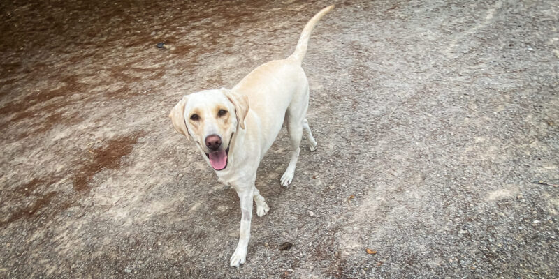 Mollie